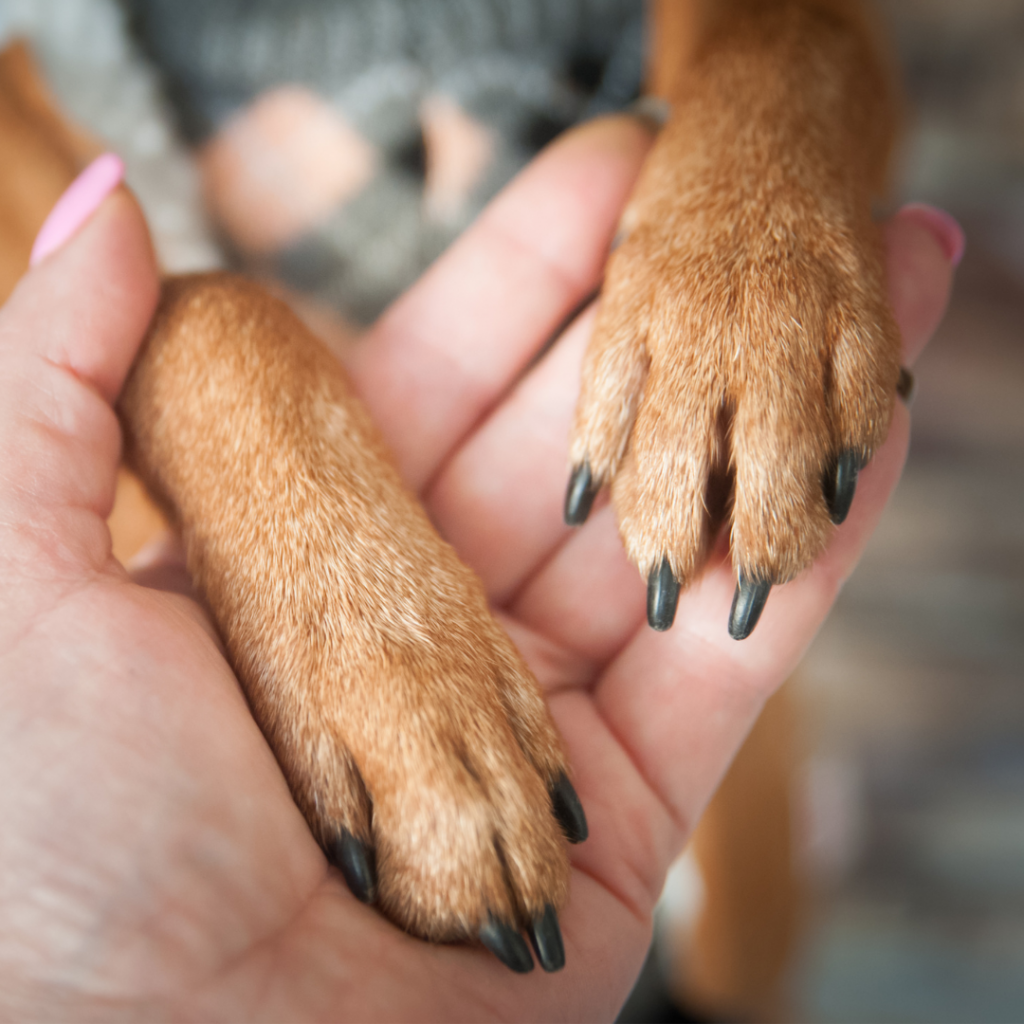 WORKSHOP "NATURAL DOGLEADERSHIP" 2