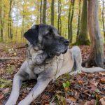 Waldbaden mit Hund waldbaden thumbnail