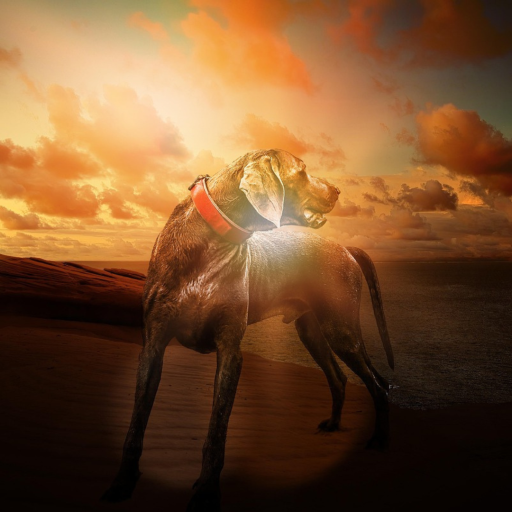 WORKSHOP "NATURAL DOGLEADERSHIP" 1