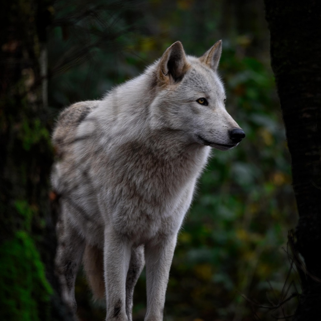 Die Erinnerung des Wolfes - zurück zur Natur unserer Hunde 2