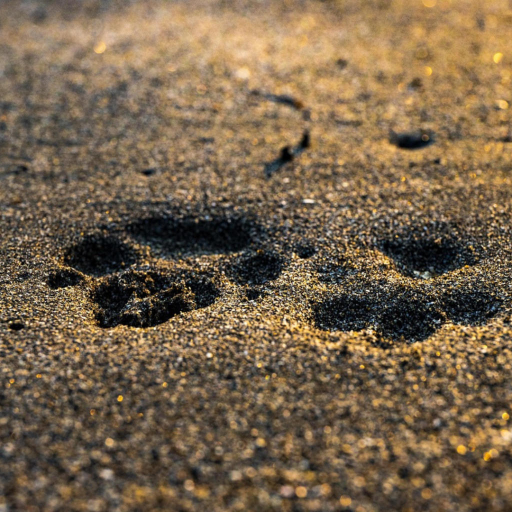 Gemeinsam auf den Weg - Herzverbindung mit deinem Hund 3