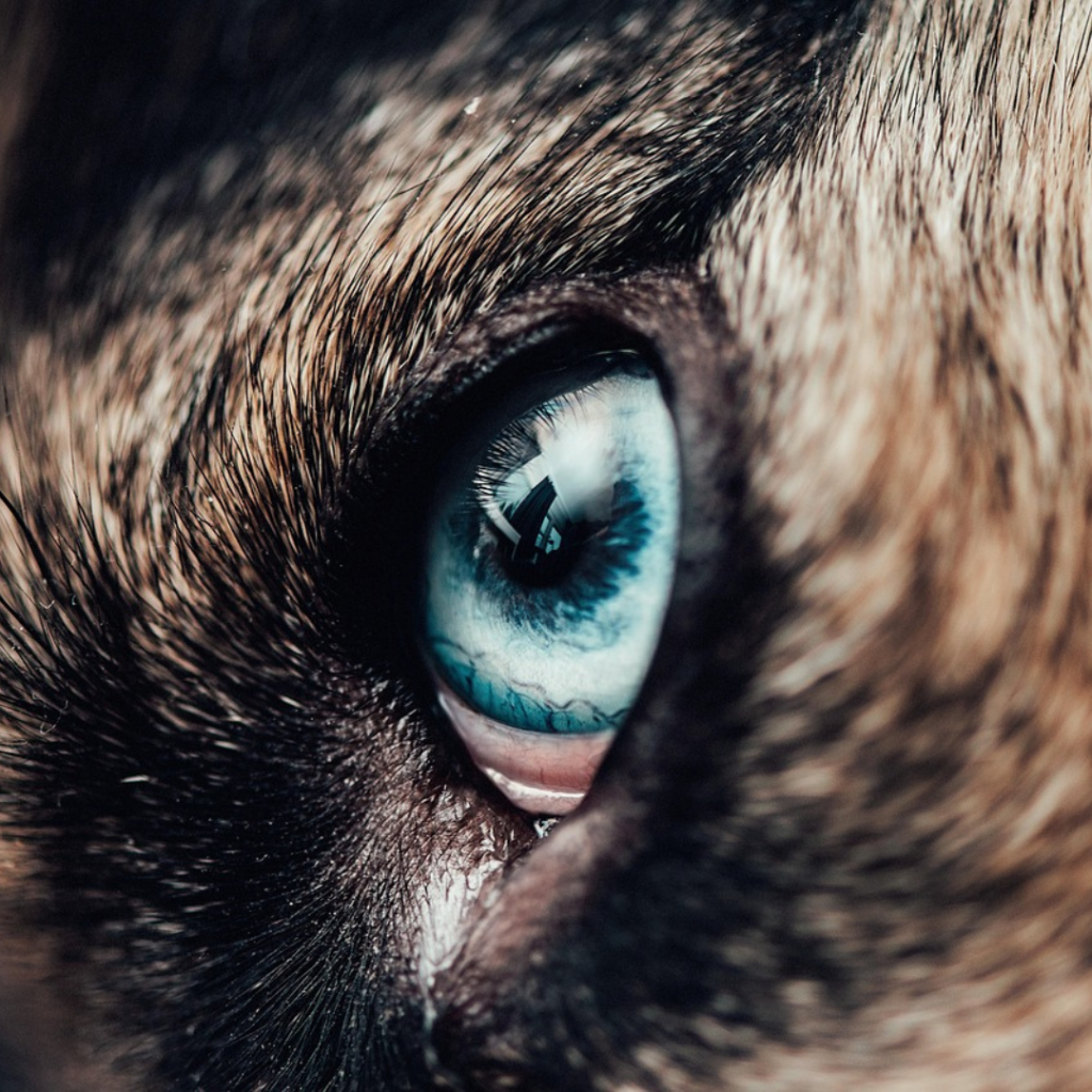 Dein Hund als Spiegel – eine Reise zu innerer Klarheit und liebevoller Selbsterkenntnis 5