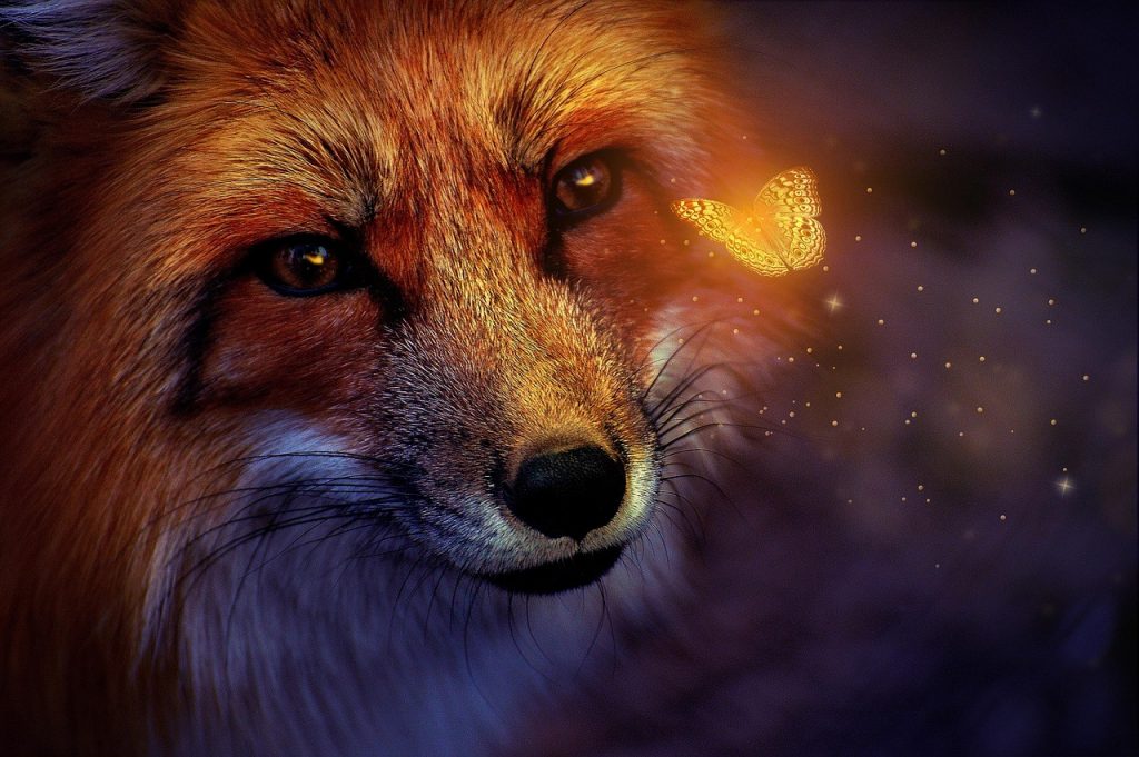 WORKSHOP "NATURAL DOGLEADERSHIP" dein tier als lehrer