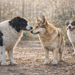 WORKSHOP "NATURAL DOGLEADERSHIP" Bildschirmfoto 2026 03 06 um 13.39.41